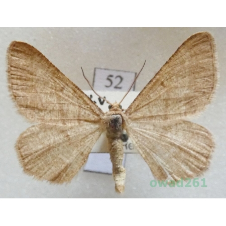 Isturgia murinaria (Denis & Schiffermüller, 1775) Czech52